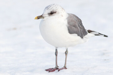 Fototapeta premium The glaucous gull (Larus canus), a large bird of the Charadriiformes order, stands on the winter snow.