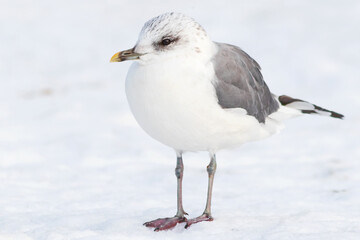 The glaucous gull (Larus canus), a large bird of the Charadriiformes order, stands on the winter snow.