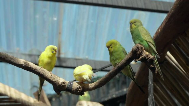Group of Budgerigars (Melopsittacus undulatus) or Common Parakeet Birds Resting on Branch, Shell Parakeets or Budgies in Mongo Land Dalat Petting Zoo