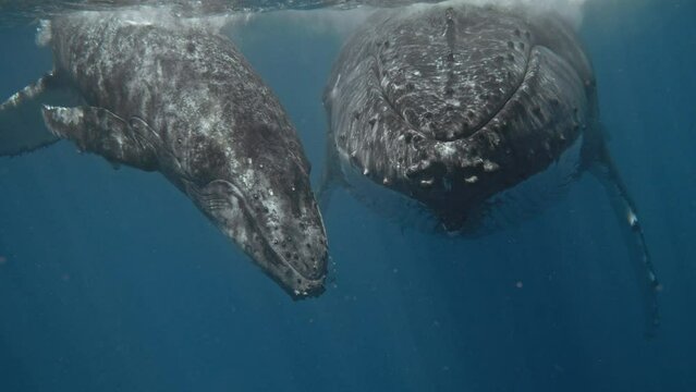 Swimming With Whales In The Kingdom Of Tonga; A Curious Calf Approaches The Camera At Eye Level; A Super Rare Face-To-Face Encounter With Mom And Baby.
