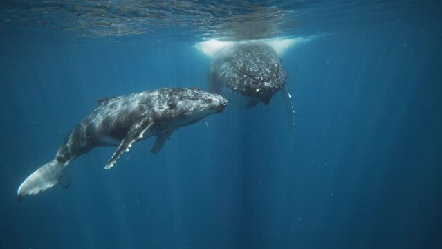 Adorable Humpback Whale Calf Looking Directly At The Camera; Underwater Red Digital Cinema; 4K.
