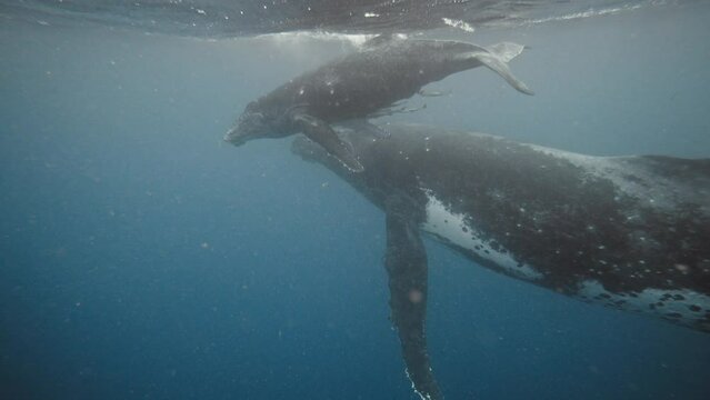 Humpback Whale Mom And Baby Swimming Underwater In Vava'u, Tonga; Remoras (Sucker Fish) Hitchhiking On The Belly Of The Calf.