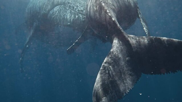 Humpback Whales Kissing Underwater, A Spectacular Display Of Intimacy, Love, And Tenderness Between Mother And Calf (Super Close-Up) View Behind The Calf's Powerful Tail.