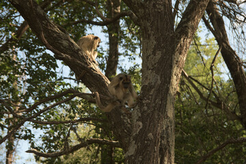monkey