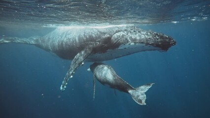 Full Body Shot Of A Humpback Whale Mom Nursing Baby Calf Underwater; Crystal Clear 4K Footage.
