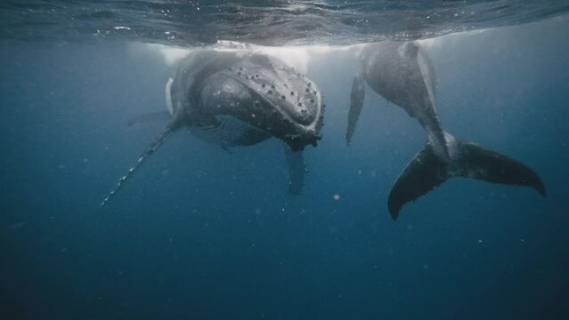 Humpback Whales (Megaptera novaeangliae) Resting Under The South Pacific Ocean; 4K Underwater POV.