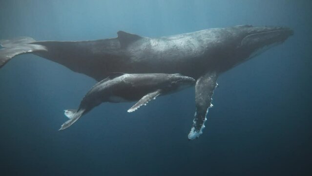 A Rare And Adorable Clip Of A Baby Humpback Whale Blowing A Trail Of Bubbles While Swimming Next To Mom In Echelon Formation; Crystal Clear Underwater View; 4K.