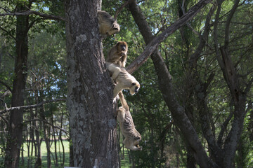 monkey