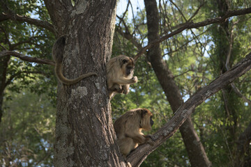 monkey