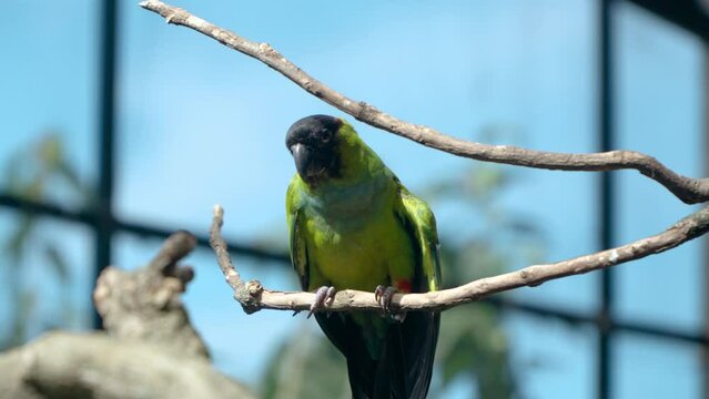 Close-up of Black-hooded Parakeet Bird (Aratinga Nenday) Flies Off Branch in Slow Motion at Petting Zoo Mongo Land Da Lat Vietnam