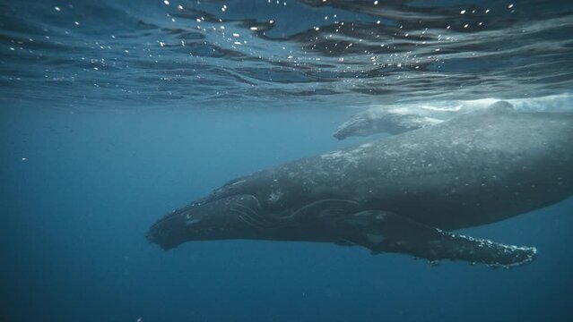 Humpback Whale Mom And Calf Swimming In Echelon Formation; Mother Swims Slightly Ahead Of Calf As They Stay Close To The Water's Surface To Breathe.