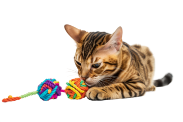 Bengal cat playing with a cat toy, isolated on white background.