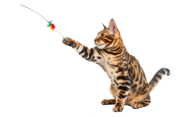 Bengal cat swatting at a feather, isolated on white background.
