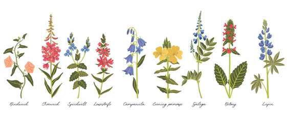 field flowers, vector drawing wild plants at white background, set of floral elements, hand drawn botanical illustration