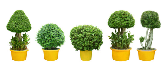 Pruning shrubs, ornamental trees and bonsai of shrubs or shrubs. in yellow pots for garden...