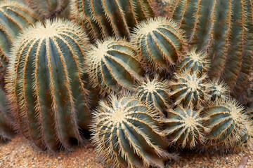 cactus close up