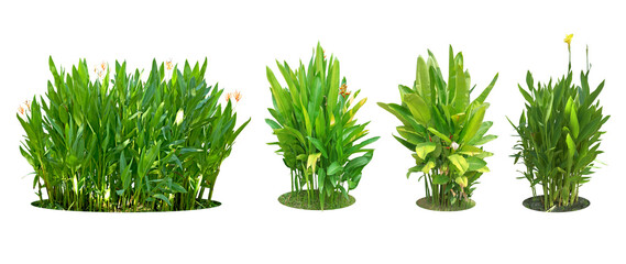 Ornamental plants and green hedges (shrubs). Heliconia is a herbaceous plant with underground rhizomes. with red-orange flowers popularly planted. Collection 4 trees. (png)