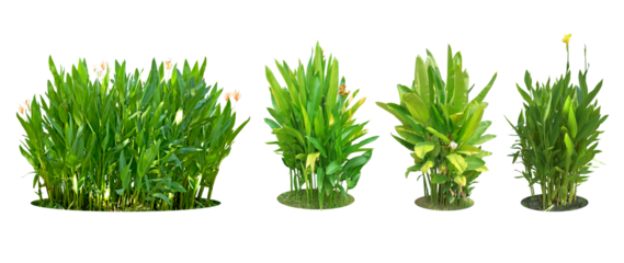 Ornamental plants and green hedges (shrubs). Heliconia is a herbaceous plant with underground rhizomes. with red-orange flowers popularly planted. Collection 4 trees. (png)