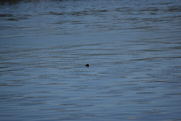 Treasure floating in calm water fort myers beach