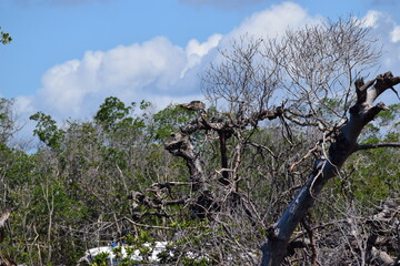 Hurricane Ian damage fort myers beach mangrove island debris