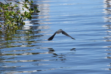 Flying v heron fort myers beach florida