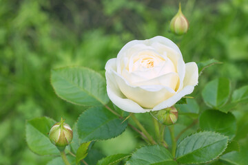 Bush of perennial floribunda rose with a blooming delicate white bud.