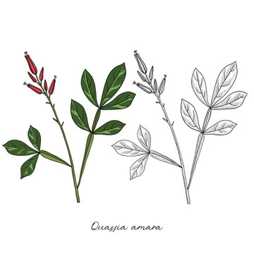 vector drawing amargo, bitter-wood, Quassia amara, hand drawn illustration of medicinal plant