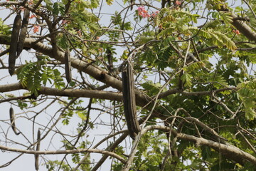 Trengguli Wanggang or Cassia javanica, is a species of flowering tree in the Fabaceae family native to Southeast Asia, which has been disseminated to many other tropical regions of the world.