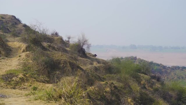 Buffaloes grazing in Chambal River Valley with semi arid moor landscape in Beehad of Morena Dholpur of Madhya Pradesh Rajasthan of India