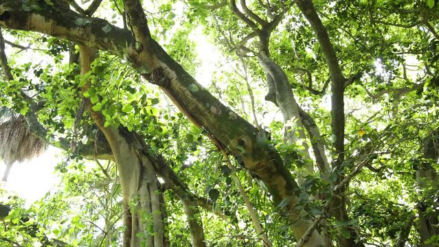 Ascending View Through Banyan Tree