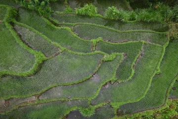 Poster Picturesque rice terraces fields of Karangasem district in Bali, indonesia © Vladimir