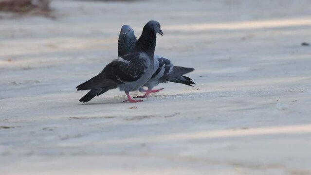Pigeons Courting Dance Ritual