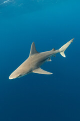 Sandbar Shark Swimming in Blue Water Hawaii