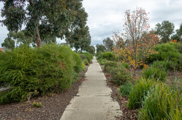 A straight concrete footpath or walkway is surrounded by a variety of Australian native plants and bushes, creating a beautifully landscaped path in a suburban neighborhood. Copy space for your design