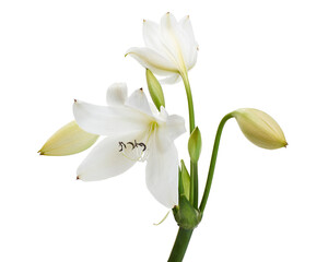 Fototapeta na wymiar Crinum moorei flowers, Natal Lily, White Lily isolated on white background 
