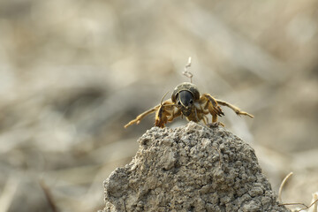Mole cricket (Gryllotalpa gryllotalpa) in close up