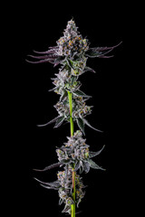 full cola image of cannabis