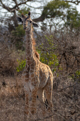 Floppy eared baby giraffe in Kruger National Park in South Africa RSA