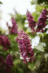 Lilacs