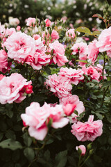 pink rose bush