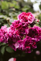 pink and white roses