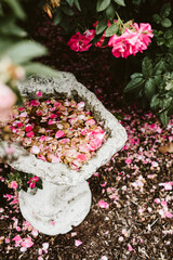 flowers in the garden