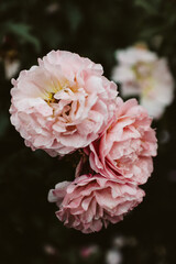 pink peony flower