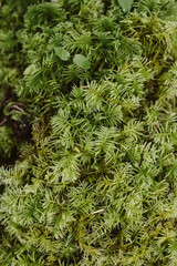 green moss background