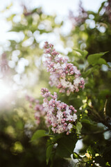 blooming lilac