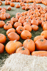 pumpkins on a farm