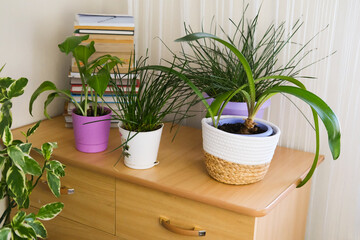 Potted plants on chest of drawers in bright room. Composition of botanical garden in home interior with many plants