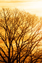 The image beautifully captures the stark silhouettes of leafless trees against the vibrant backdrop of a golden sunset sky. The intricate network of branches creates a delicate contrast with the