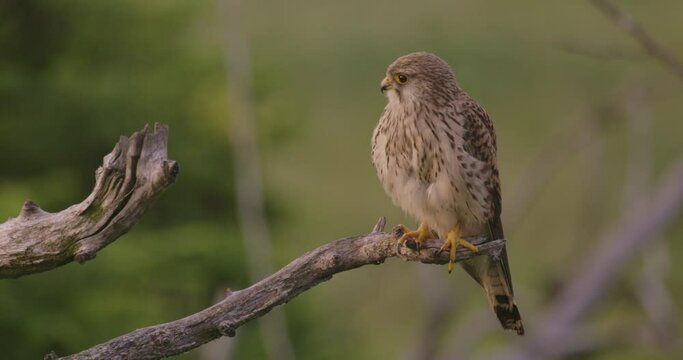 Common kestrel in the wild. The falcon is sitting on a tree branch 