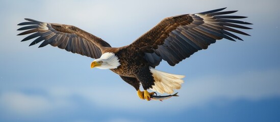 Fototapeta premium Majestic bald eagle soaring high in the clear blue sky on a sunny day